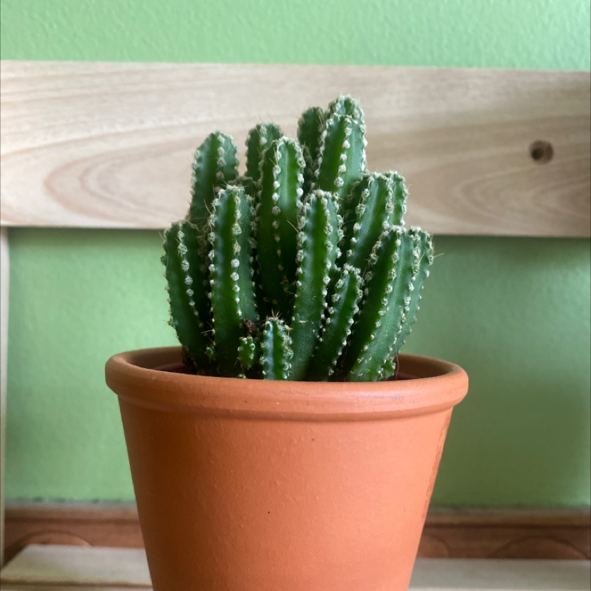 Photo of the plant species Fairy Castle Cactus by @bonsaibaby named Nissa on Greg, the plant care app