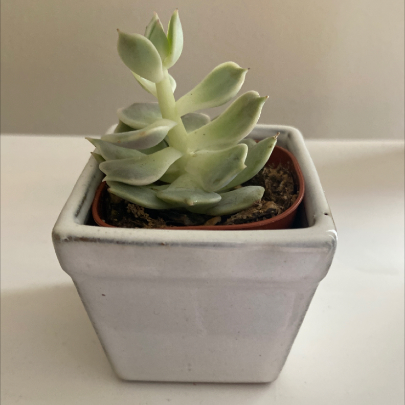 Photo of the plant species Echeveria 'Lola' by @scarlett named Sméagie on Greg, the plant care app