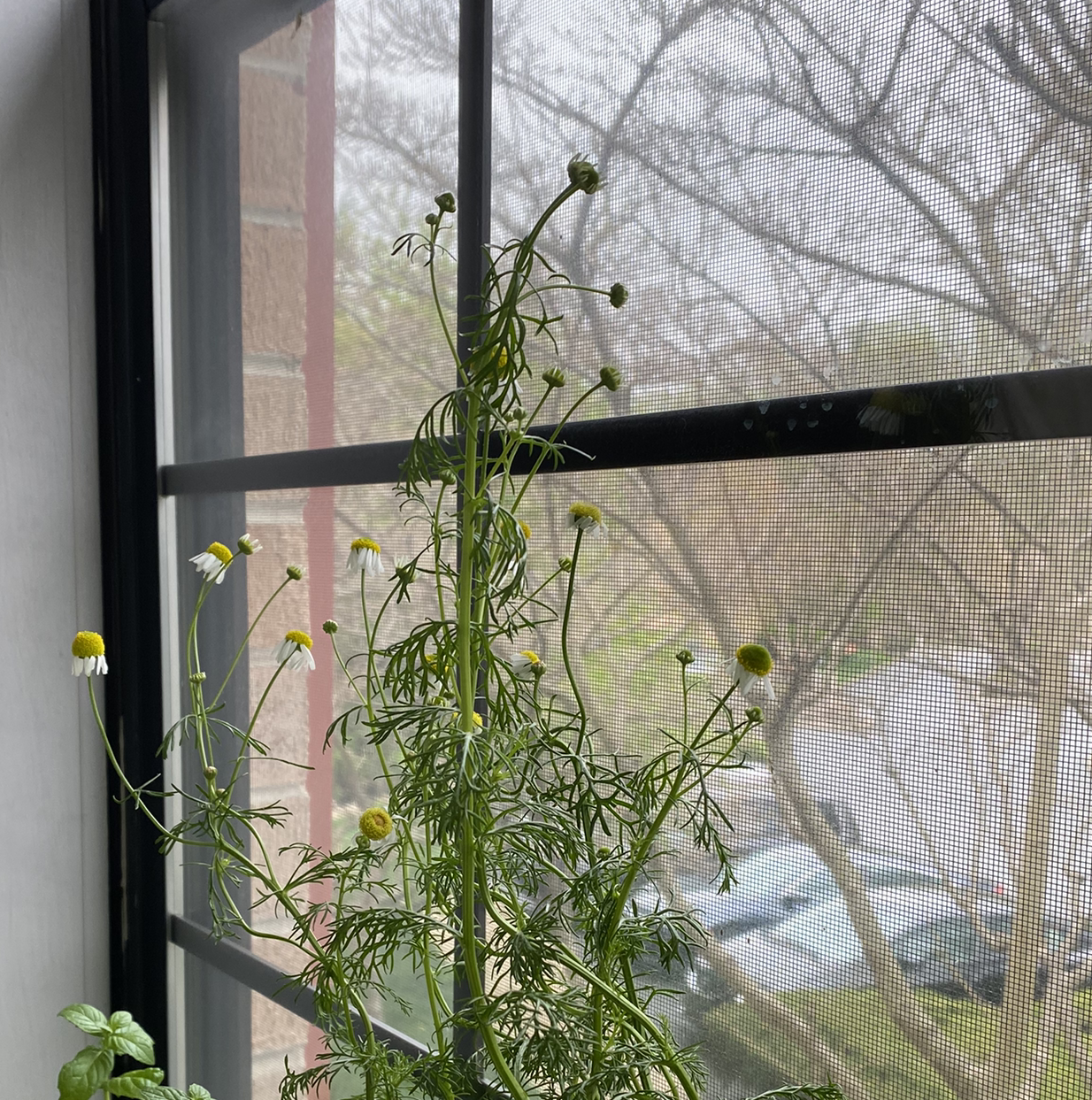 German Chamomile plant near a window with some flowers in bloom.