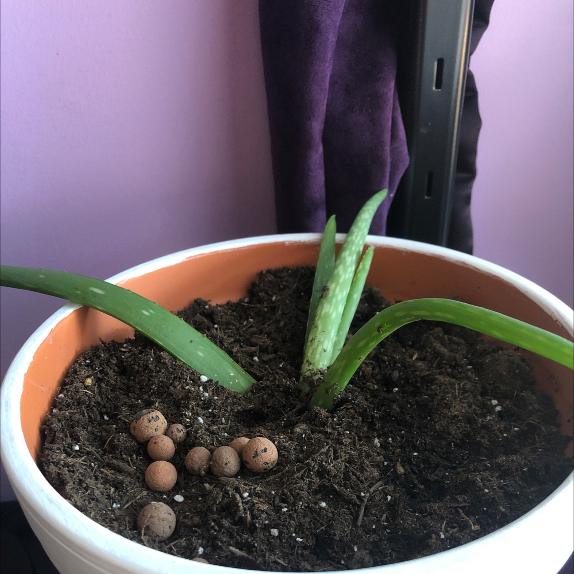 Aloe vera plant photo by @victoriadd1 named Your plant on Greg, the plant care app.