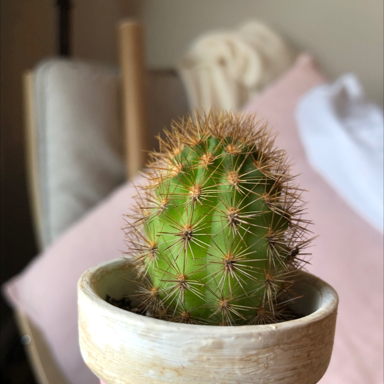 A healthy Silver Torch Cactus in a pot with a blurred background.