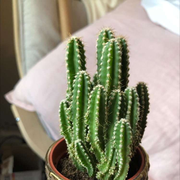 Columnar Cactus in a small pot, healthy and well-framed.