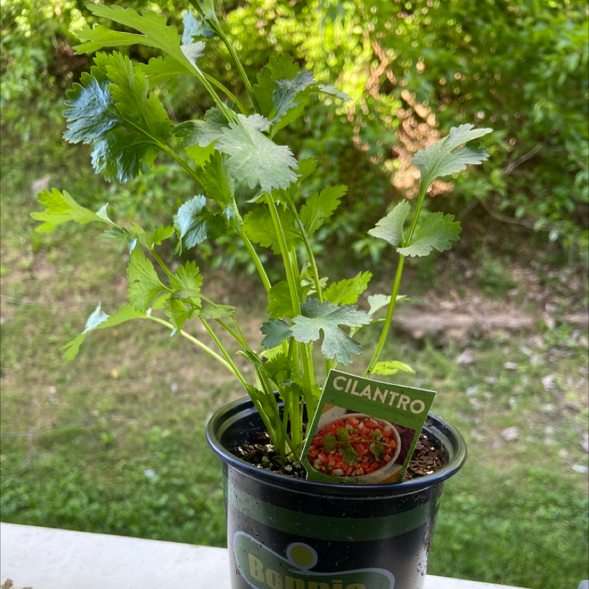 Photo of the plant species Coriander by Danielle named Frank cilantra ￼ on Greg, the plant care app