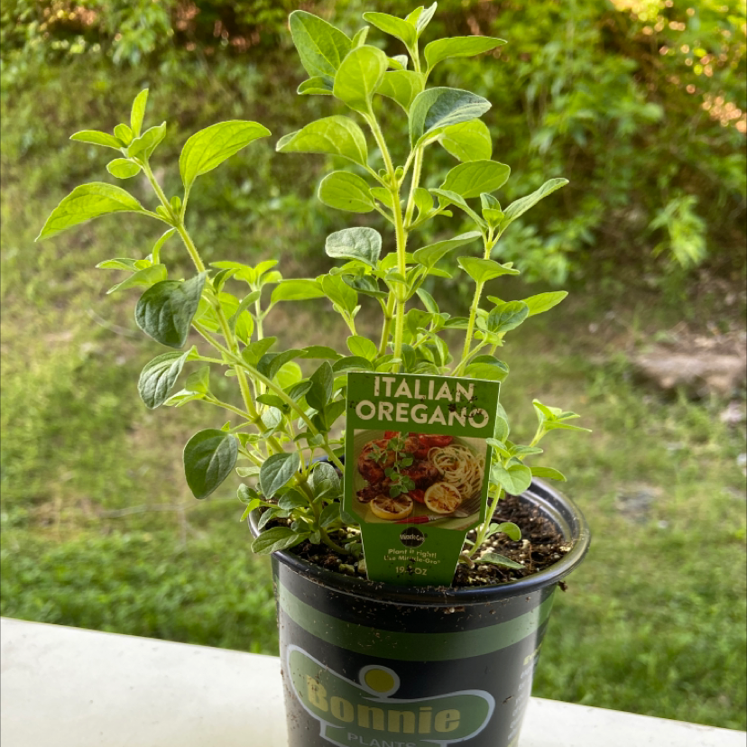Photo of the plant species Italian oregano by Danielle named Leoregano on Greg, the plant care app