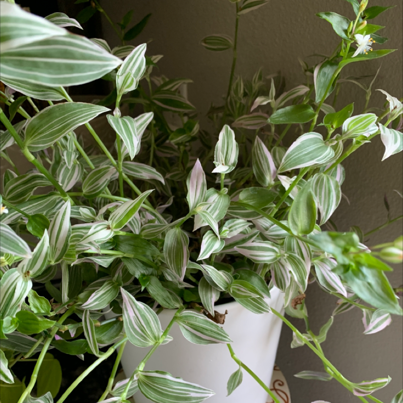 Close-up view of healthy small-leaf spiderwort plant leaves with long narrow shape and subtle white streaks.
