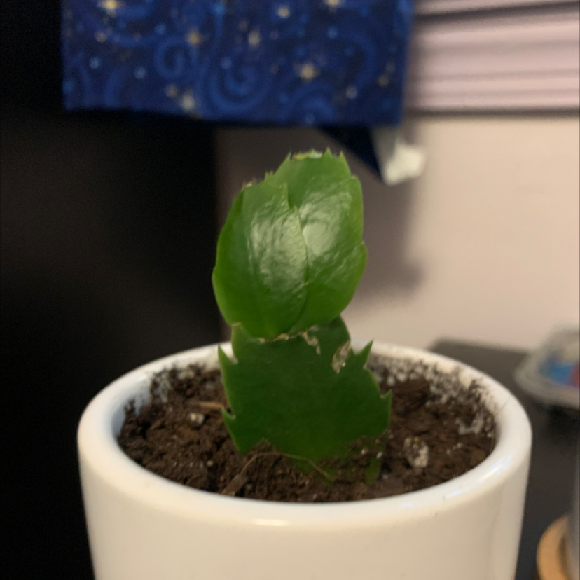 Photo of the plant species Christmas Cactus by @avery219 named yule on Greg, the plant care app