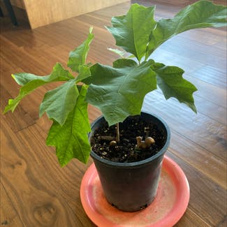 Northern Red Oak plant in Somewhere on Earth
