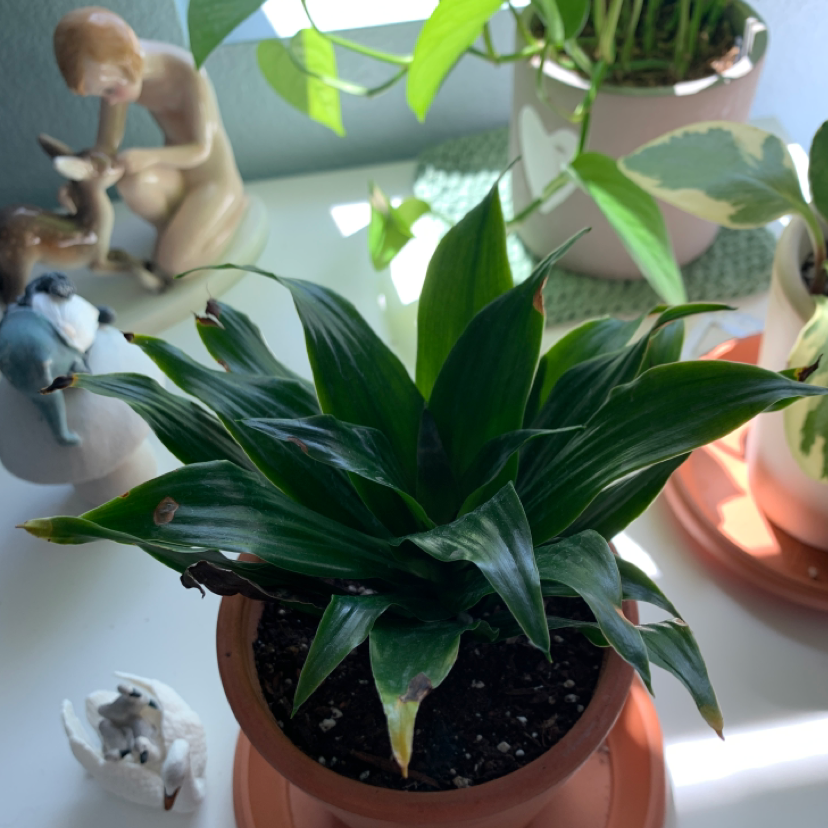 Cornstalk Dracaena plant photo by Towhee named xavier on Greg, the plant care app.