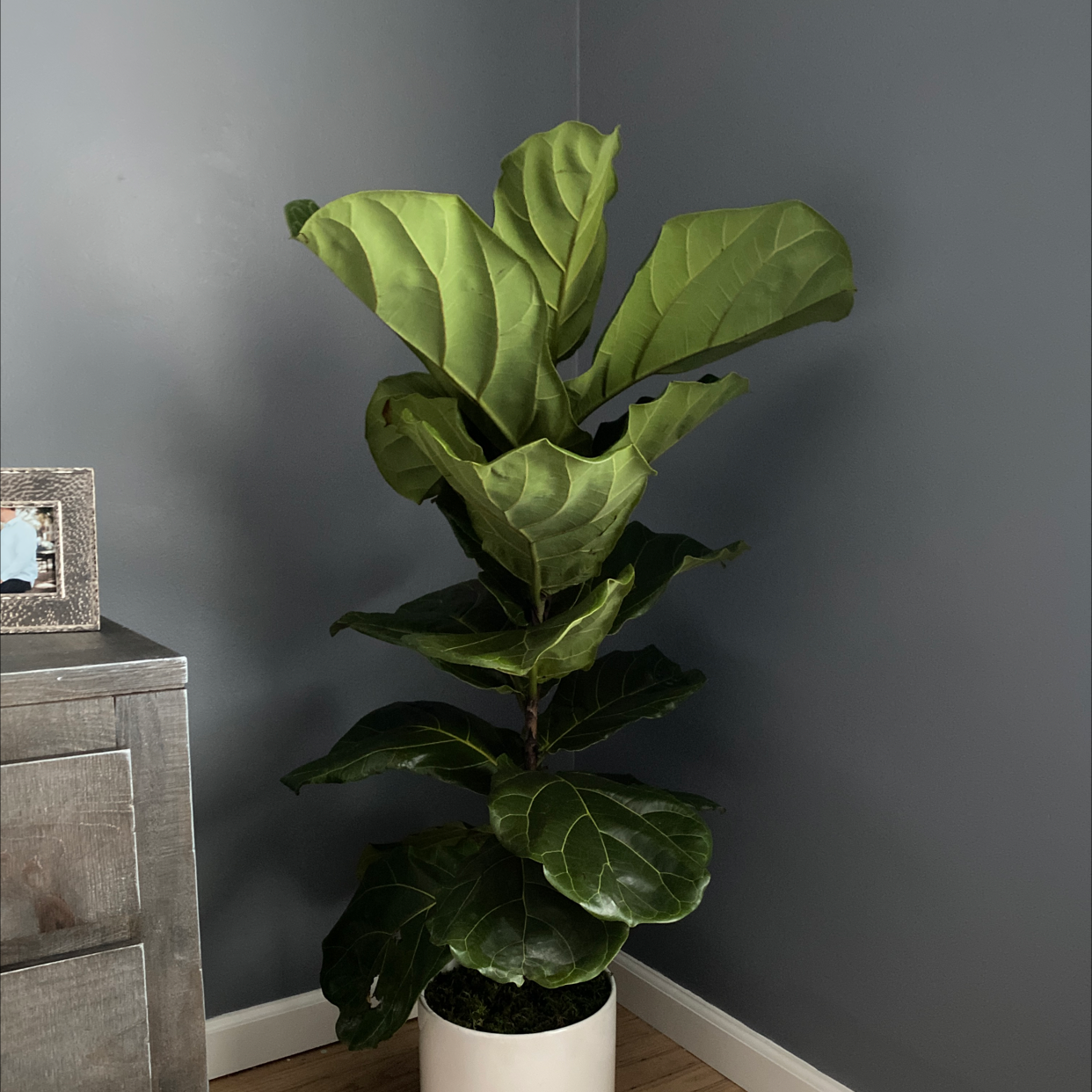 Fiddle Leaf Fig plant photo by @SarahC named Treeyoncé on Greg, the plant care app.