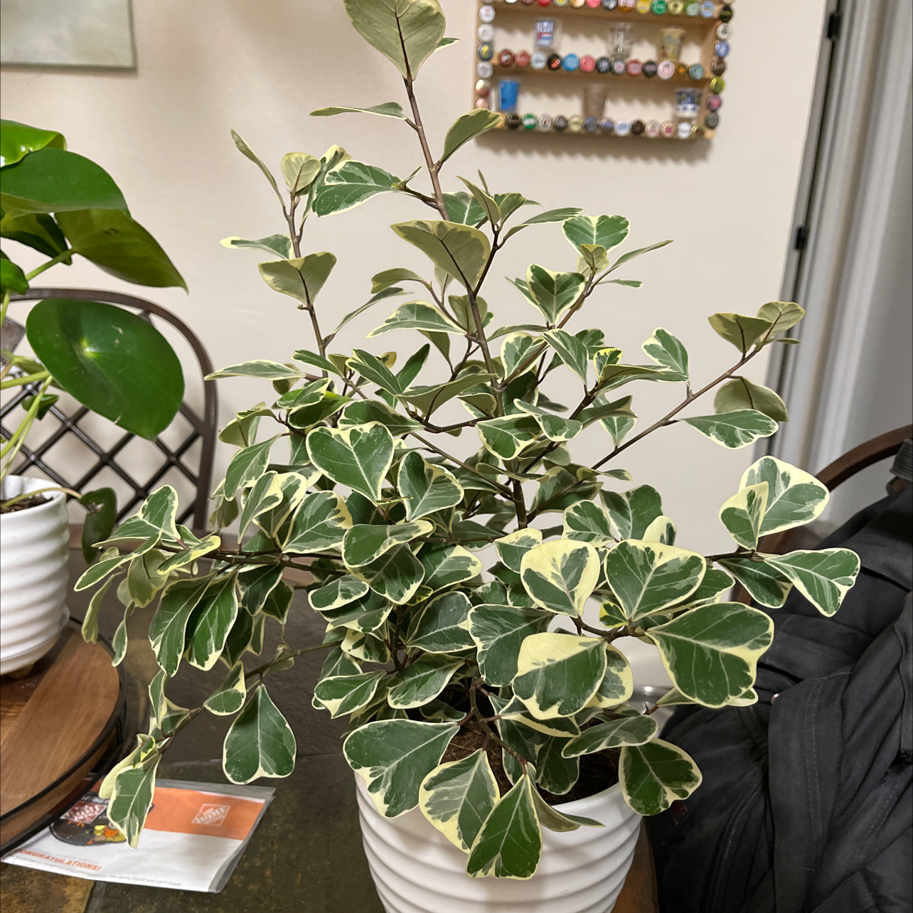 Photo of the plant species Ficus triangularis 'Variegata' by @Sierraasotoo named Ford ficus on Greg, the plant care app