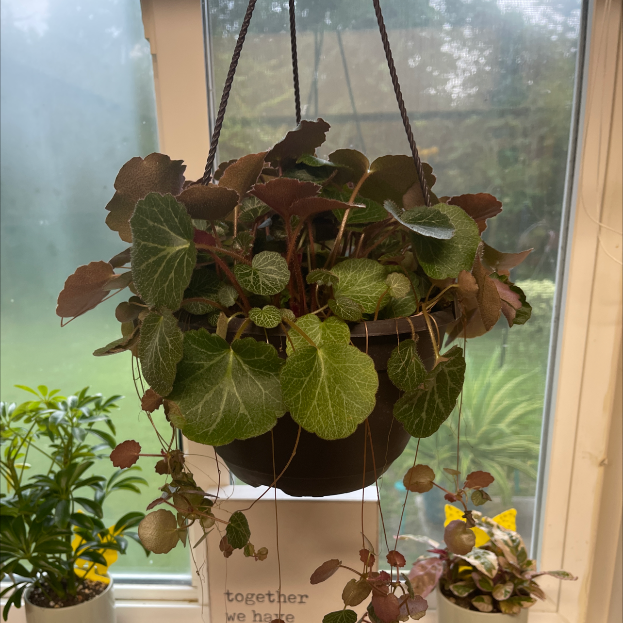 🍓 Why Are the Leaves on My Strawberry Begonia Turning Yellow?