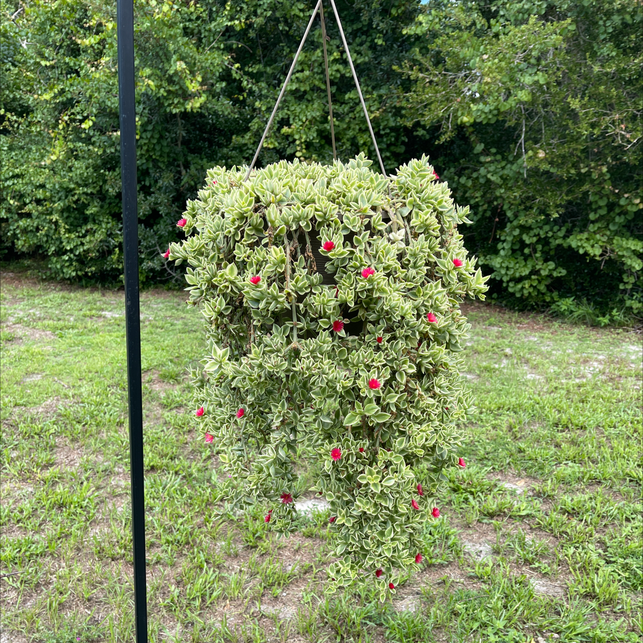 Photo of the plant species Livingstone Daisy by @Sierraasotoo named Serena on Greg, the plant care app