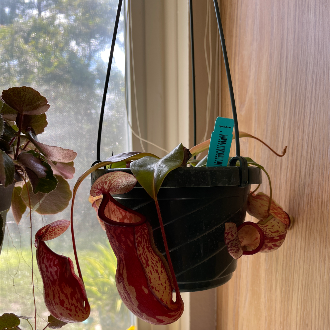 Photo of the plant species Nepenthes ventricosa Pitcher Plant by @Sierraasotoo named Pitcher on Greg, the plant care app