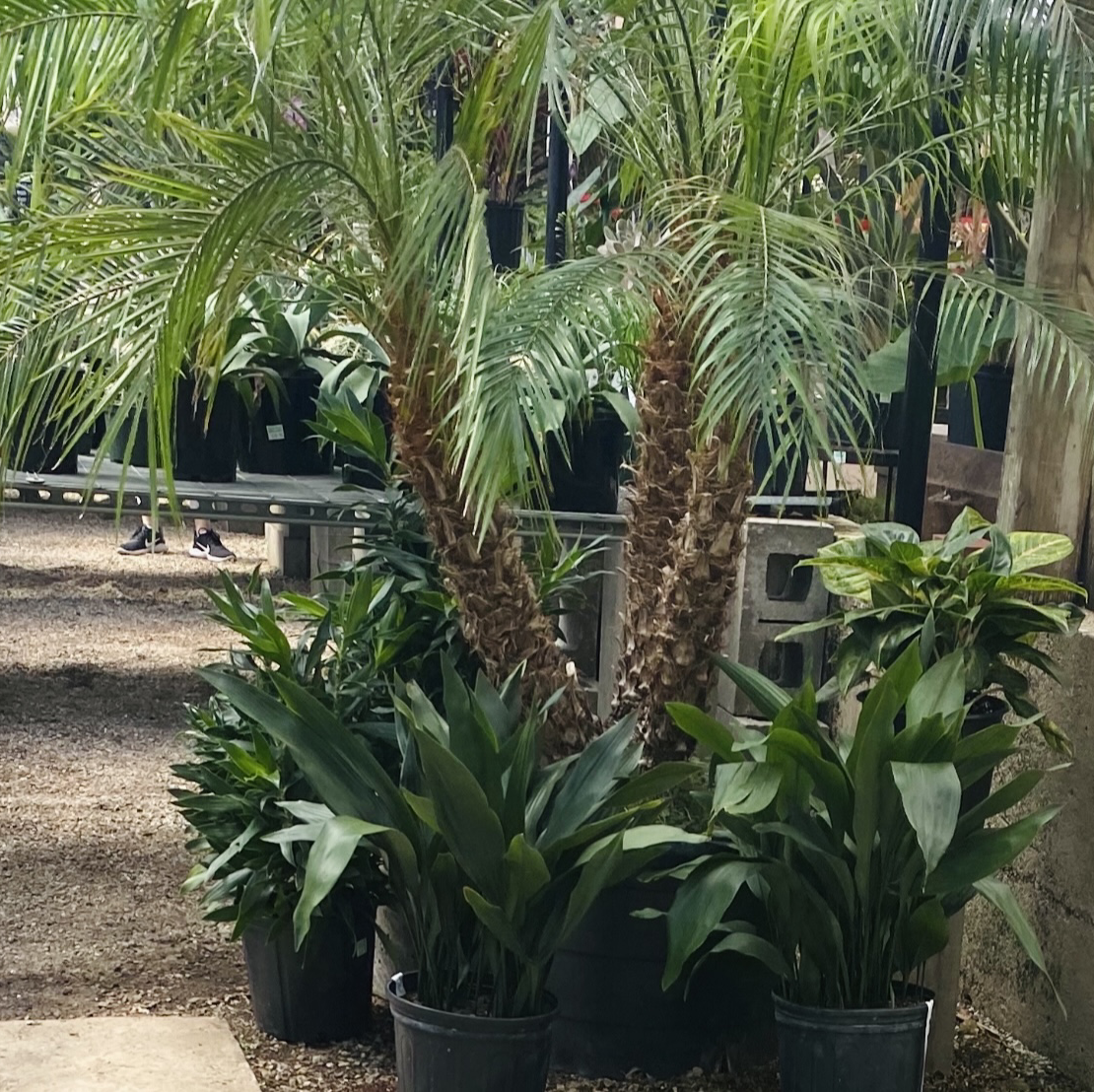Several lush, healthy Pygmy Date Palm plants in black pots, densely clustered together in a nursery or greenhouse setting with gravel ground.