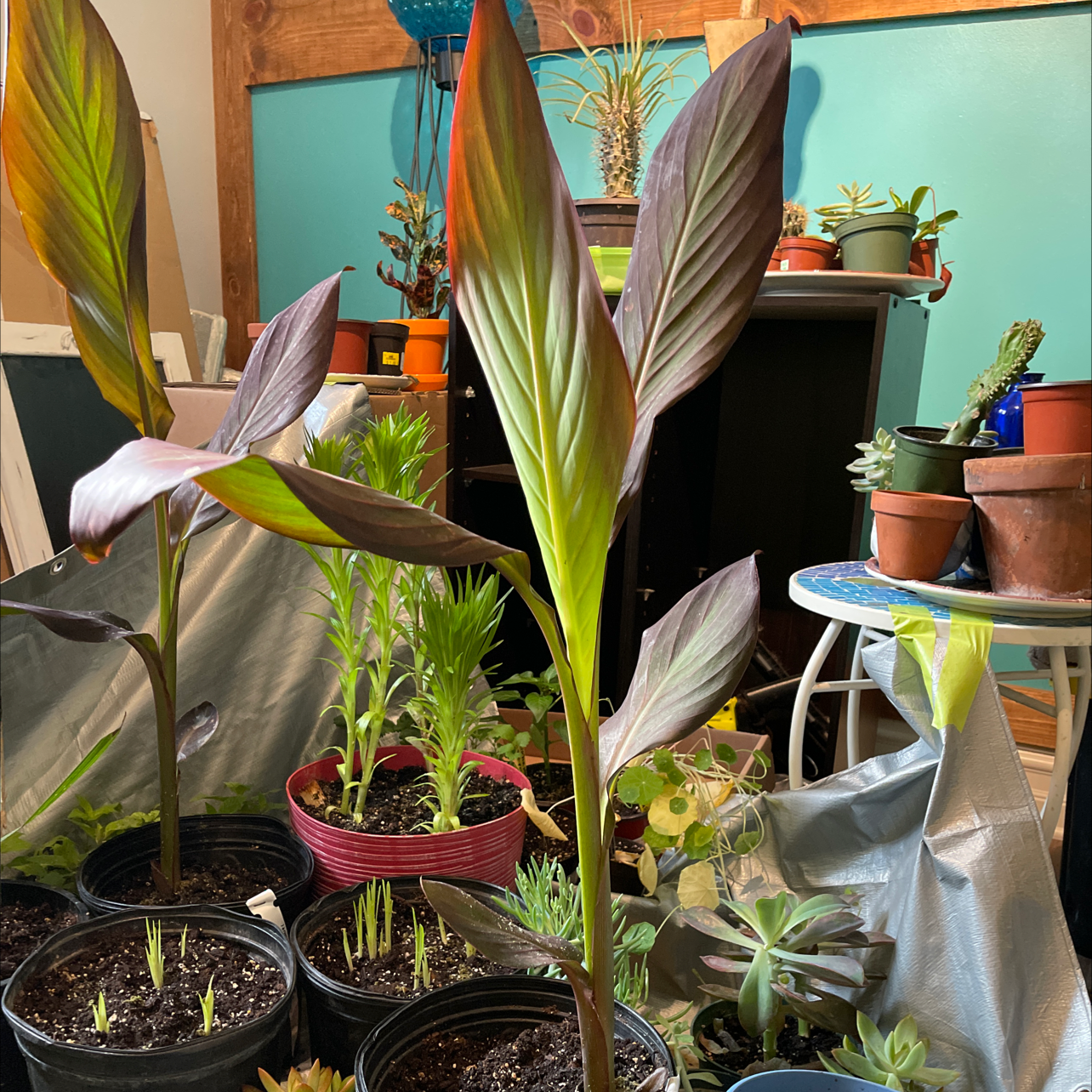 Healthy potted canna lily plants with lush green and purple foliage growing in a sunny indoor space.