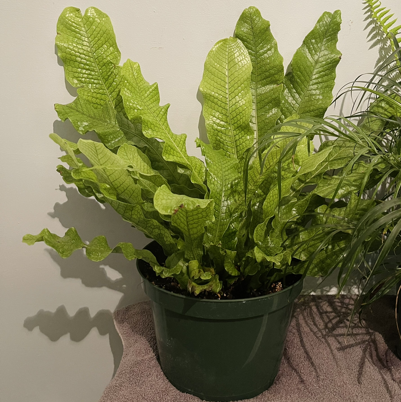 Crocodile Fern in a pot with vibrant green leaves and distinctive texture.