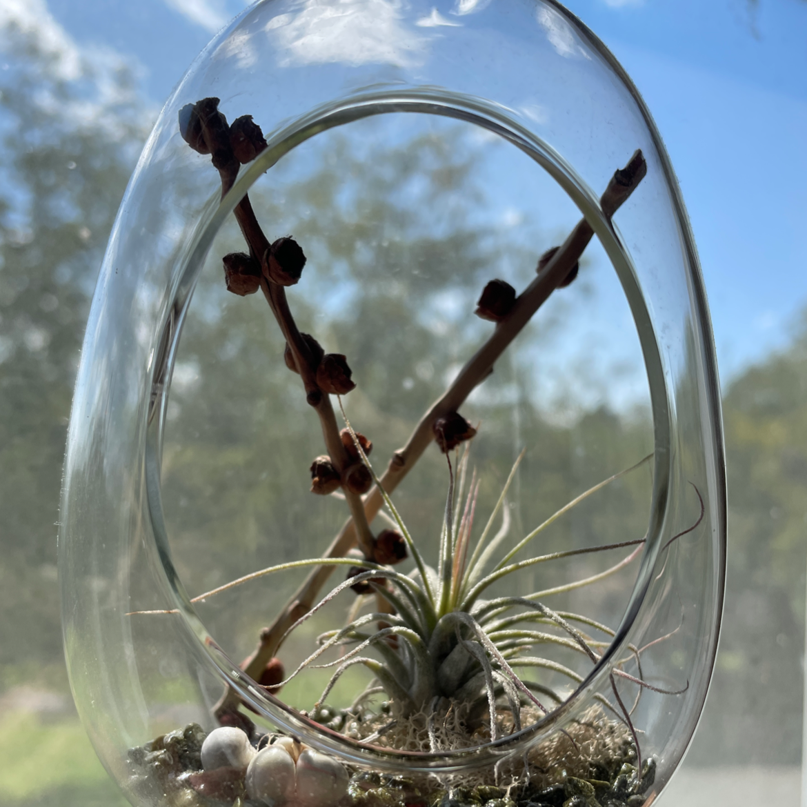 Spreading Airplant in a glass container with a clear background.