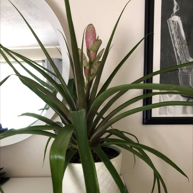 Flaming Sword plant (Vriesea splendens) in a white pot with a prominent flower spike and green leaves.