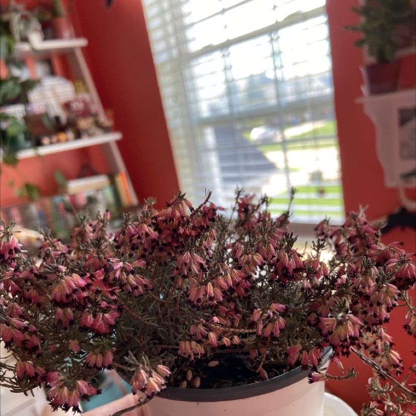 Potted Heather plant with small flowers, some wilting, in a room with a window and other plants.