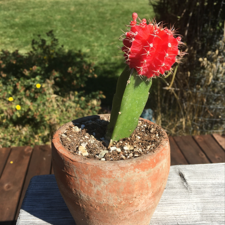 Moon Cactus in a terracotta pot with visible soil, vibrant red top, and green base.