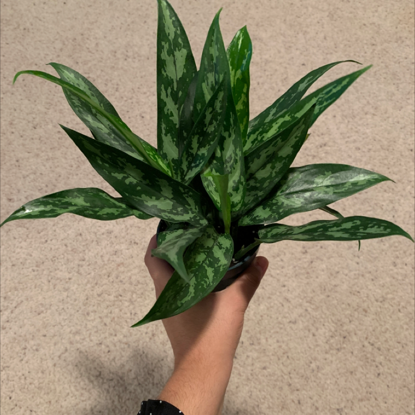 Healthy Chinese Evergreen plant with lush green and white variegated foliage, held up by hand for closeup photo.