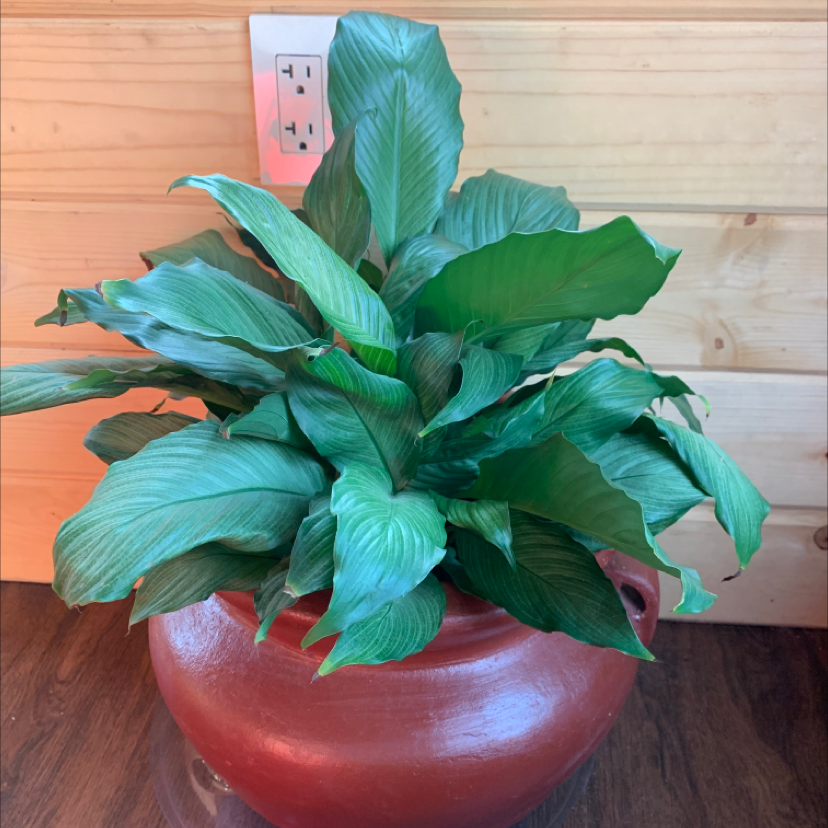 Peace Lily plant photo by @Sham named Gertrude on Greg, the plant care app.