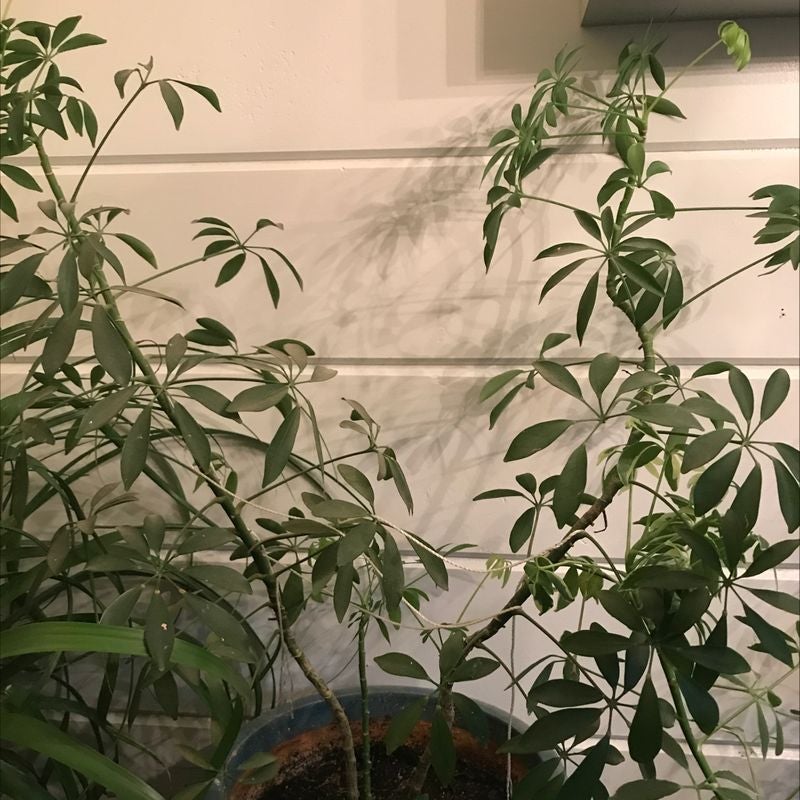 Healthy dwarf umbrella tree with lush green foliage in a ceramic pot, well-framed against a neutral background with soft shadows.