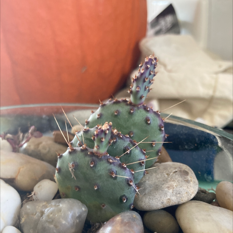 Barbary Fig cactus in a pot with pebbles, healthy and well-centered.