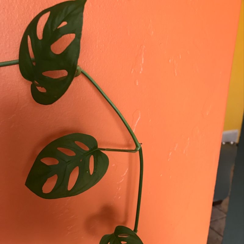 Photo of the plant species False Indigo by Brianna named Swiss cheese on Greg, the plant care app