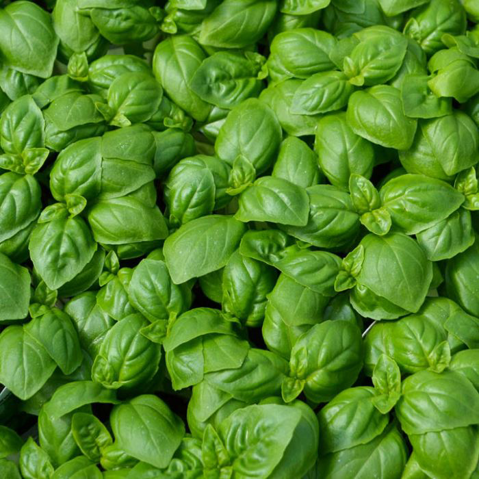 Dense cluster of healthy Sweet Basil (Ocimum basilicum) plants with vibrant green leaves.