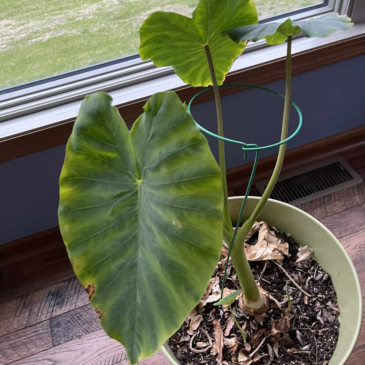 Jewel Alocasia plant with large green leaves, slight yellowing and browning at edges, potted with visible soil.