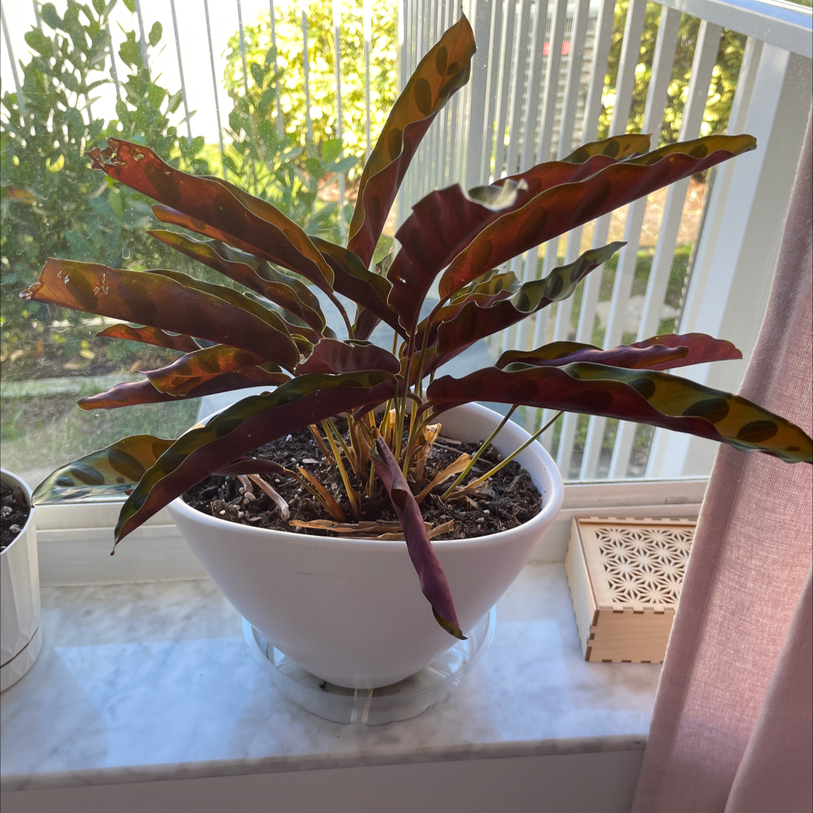 🐍 Why Are There Brown Spots On My Rattlesnake Plant Leaves?