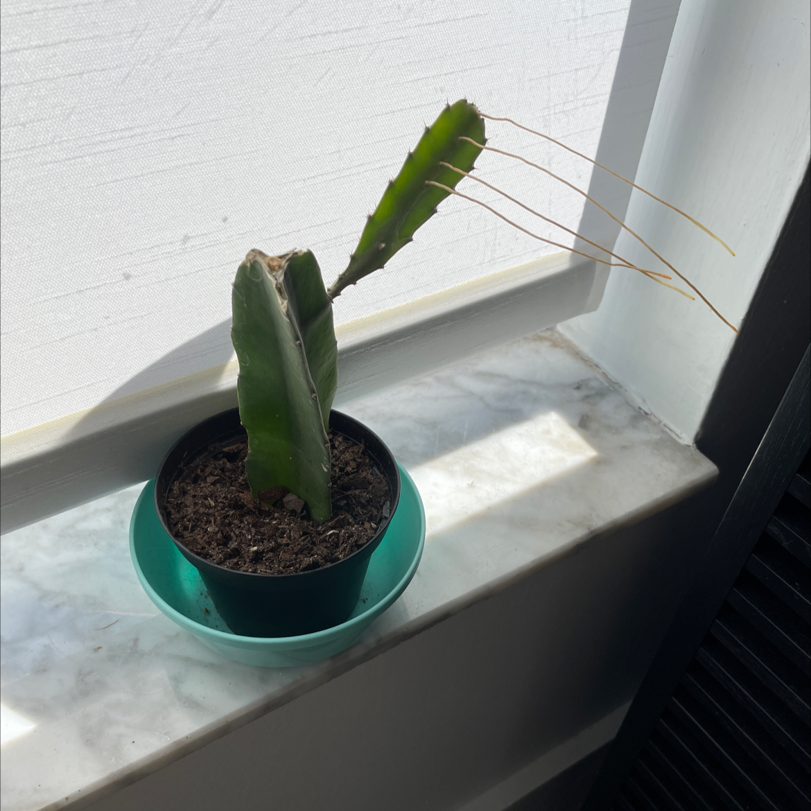 Dragonfruit plant in a small pot on a windowsill with visible soil and some dried stems.