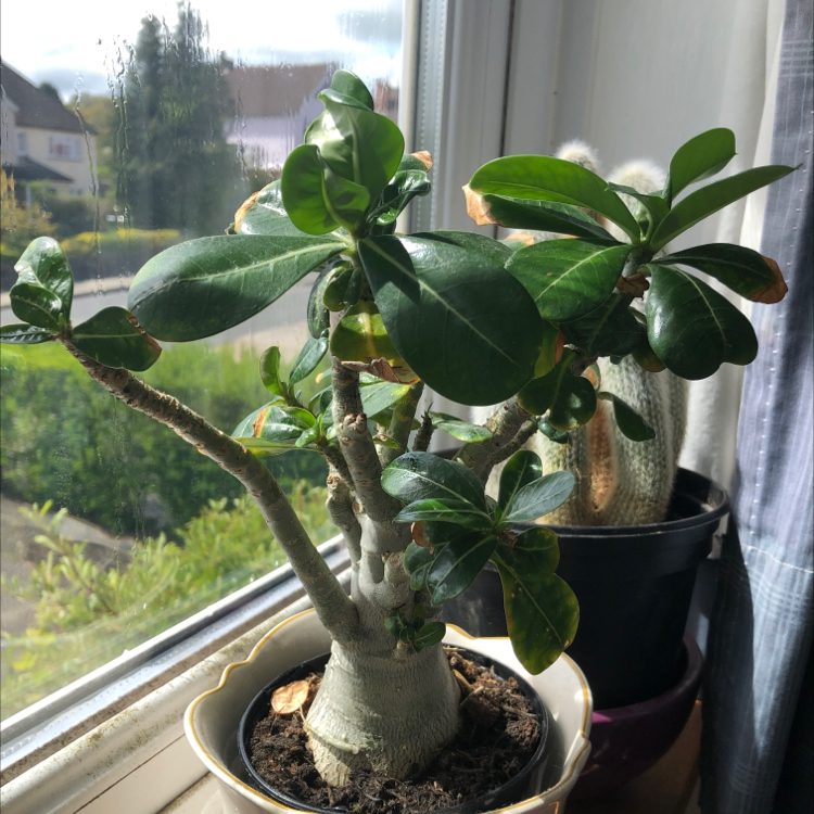 Photo of the plant species Maguey by @Gracesoasis named Ronaldo on Greg, the plant care app