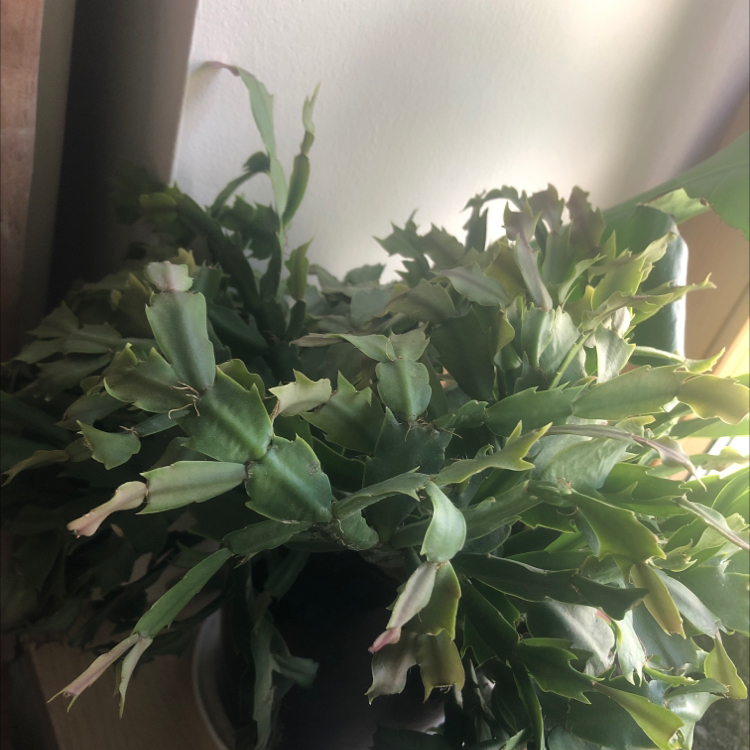 Photo of the plant species Christmas Cactus by @Gracesoasis named Shedder on Greg, the plant care app