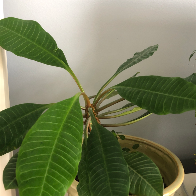 Madagascar Jewel plant with broad, green leaves in a pot.