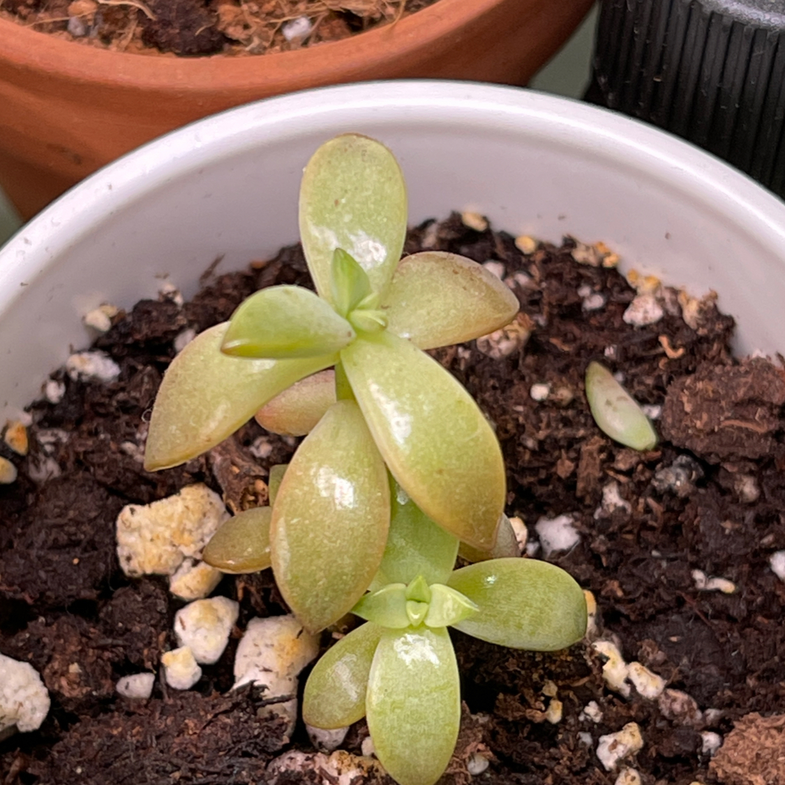 Graptosedum 'California Sunset' plant in a pot with visible soil.