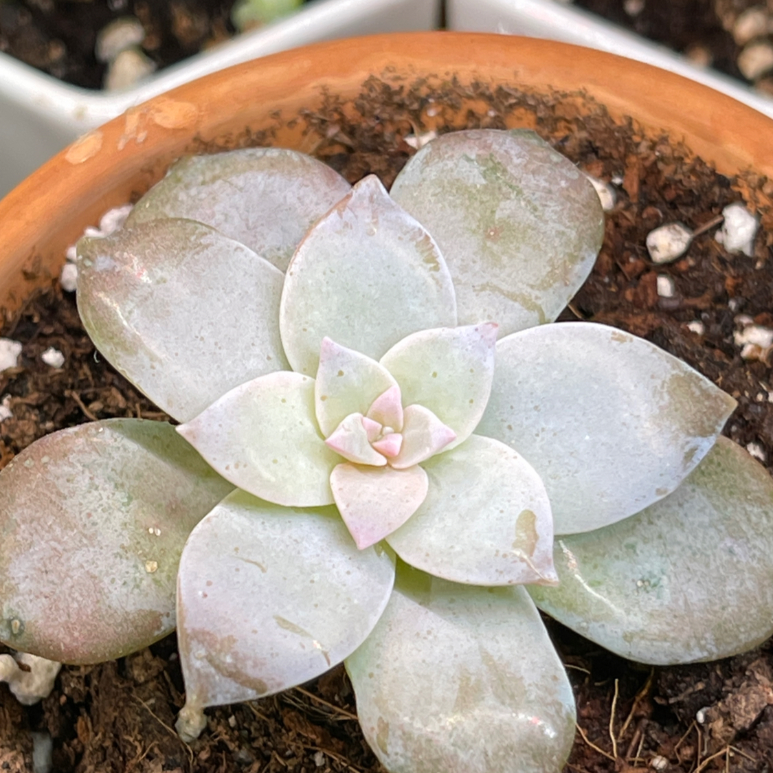 Five Stamen Graptopetalum succulent in a pot with visible soil and some leaf browning.