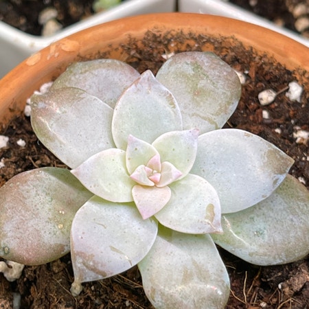 Photo of the plant species Five Stamen Graptopetalum by Dirtydeeds named Grape on Greg, the plant care app