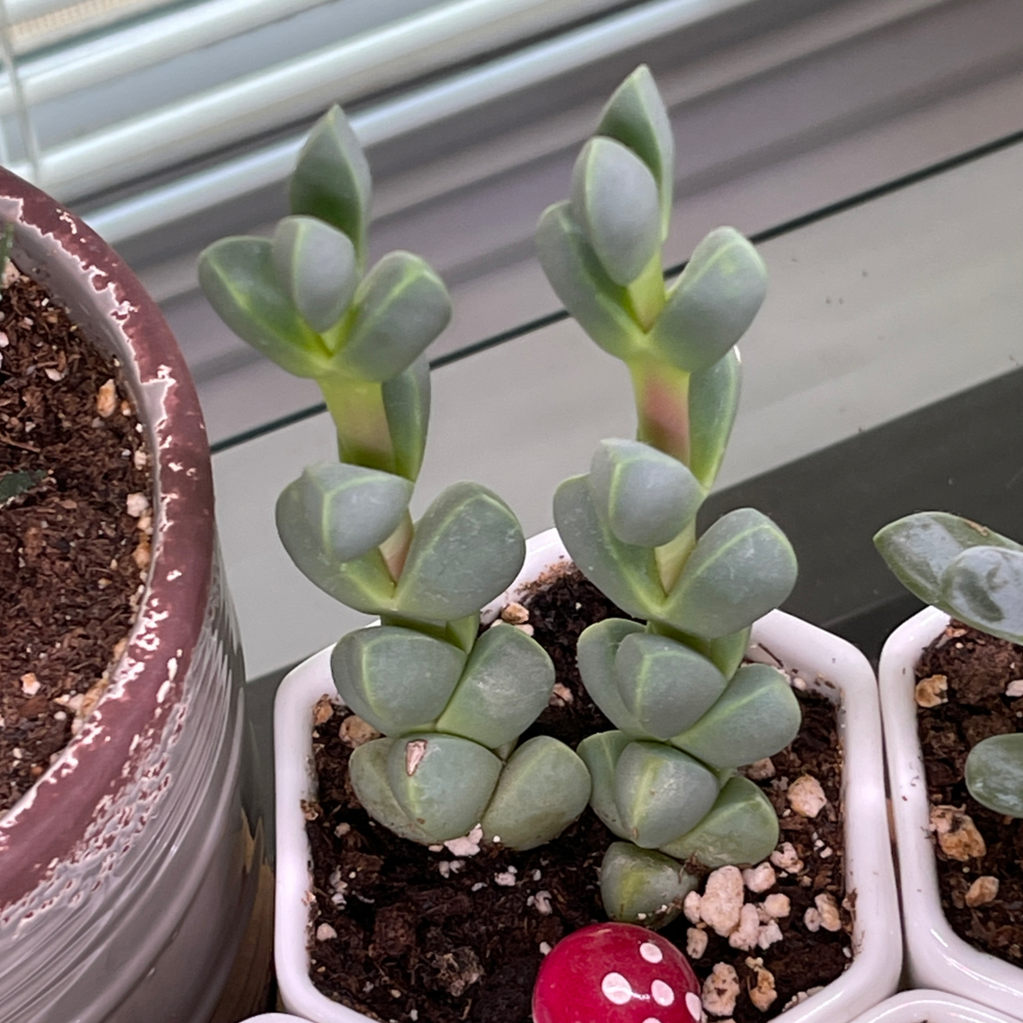 Photo of the plant species Ice plant by @DirtyDeeds named Elsa on Greg, the plant care app
