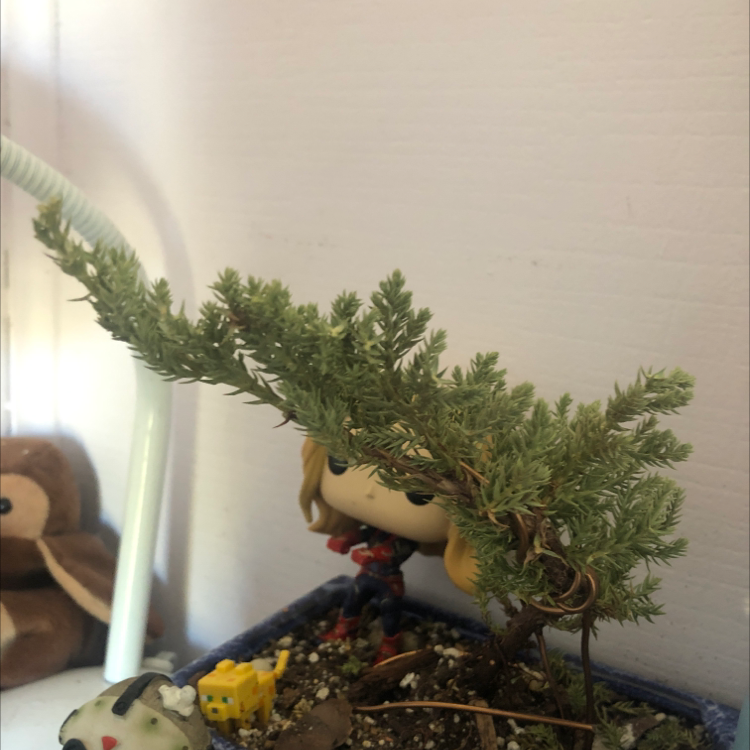 Photo of the plant species Sargent Juniper by @tofuistofu7 named JJ on Greg, the plant care app
