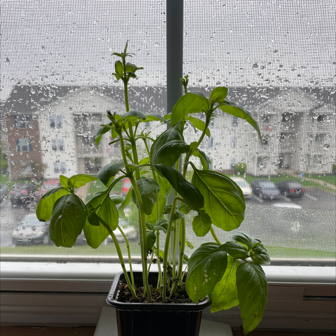 Sweet Basil plant photo by @domm.mcclure named Herbert on Greg, the plant care app.