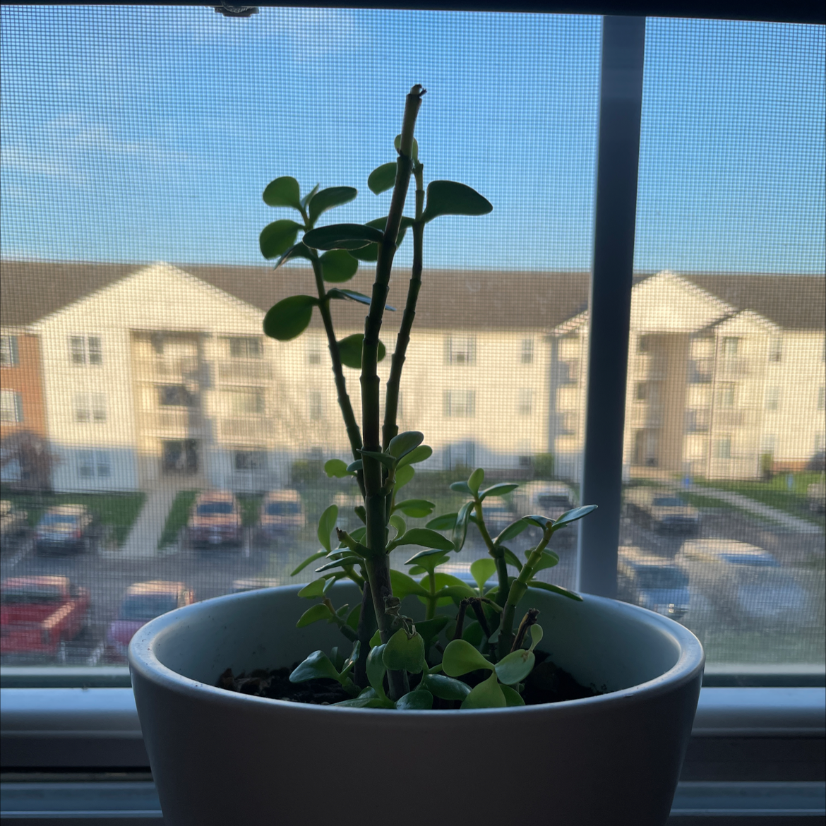 Porkbush plant photo by @domm.mcclure named Momo on Greg, the plant care app.