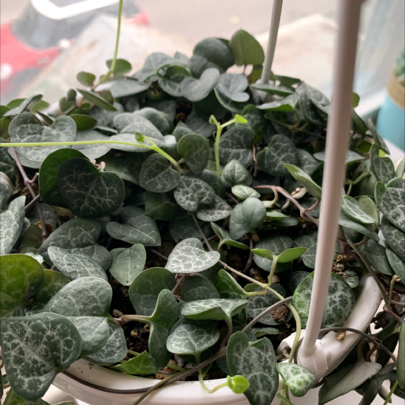 Healthy Ceropegia woodii plant with long trailing vines of silver-green heart-shaped leaves, held up by a hand to show trailing length.