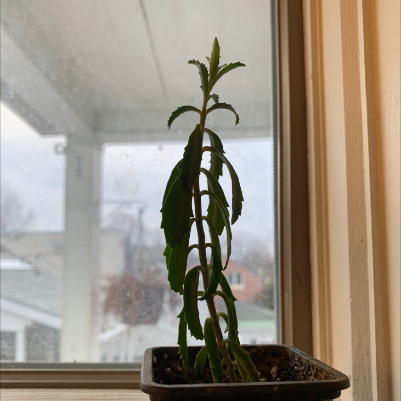 Healthy Kalanchoe daigremontiana (Mother of Thousands) plant with long slender leaves and small plantlets along leaf edges, in a pot on a windowsill.