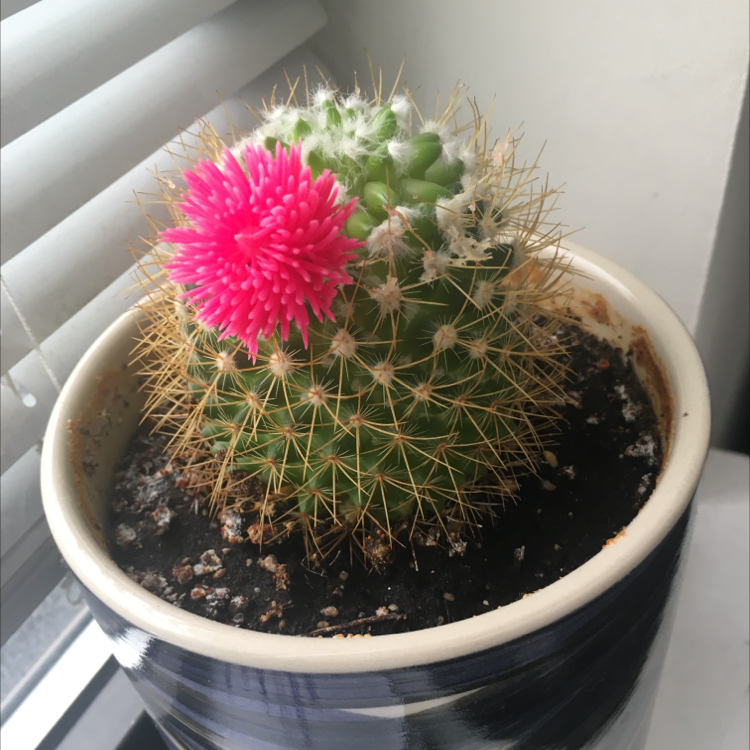 Lady Finger Cactus 'Copper King' with a pink flower in a pot, soil visible.