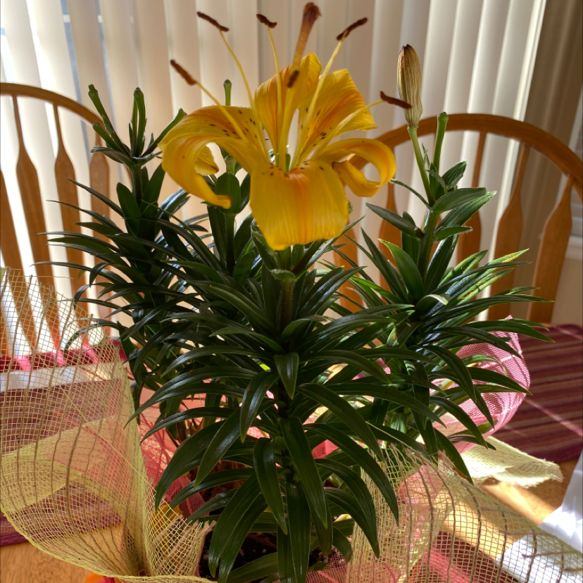 Photo of the plant species Imperial Fritillary by Brenda named Your plant on Greg, the plant care app
