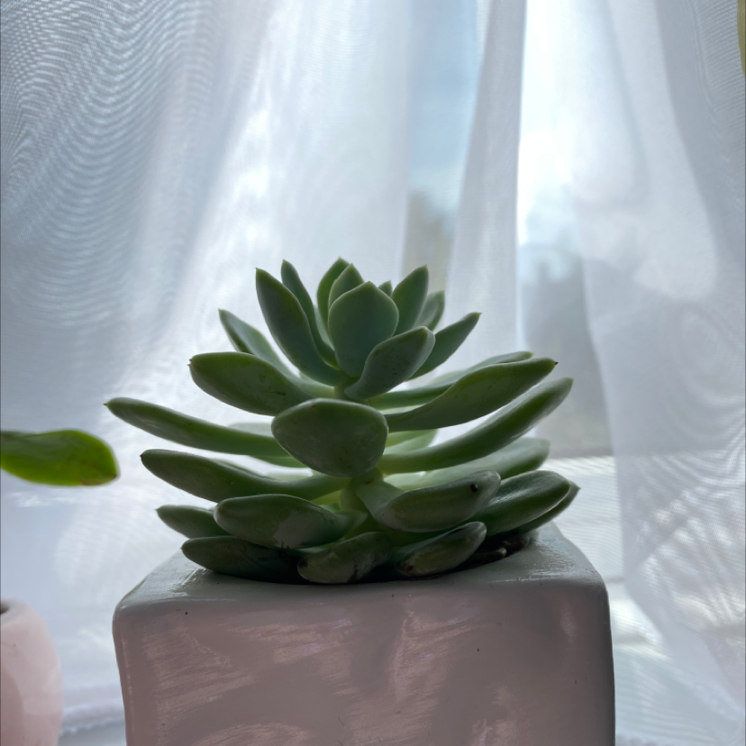 Healthy Pachyveria Little Jewel succulent in a white pot with a sheer curtain background.
