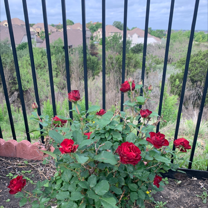 French Rose plant with red flowers in bloom, healthy appearance, background includes a fence and residential area.