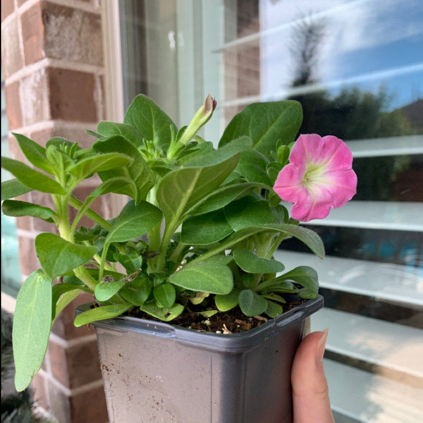 Potted Large White Petunia with green leaves and a single pink flower, held by a hand.